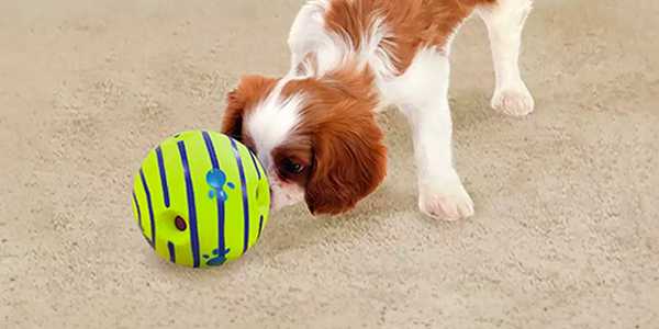 Time to play. Making the most of playtime with your dog.